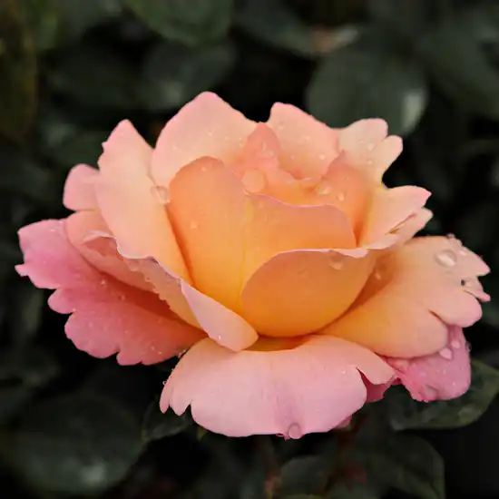 100-160 cm - Trandafiri - Animo - 